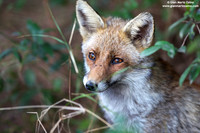 Vulpes vulpes / Volpe / Red fox / Renard roux