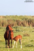 Equus caballus / Cavallo / Horse / Cheval