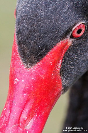 Cygnus atratus / Cigno nero / Black swan / Cygne noir
