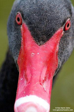 Cygnus atratus / Cigno nero / Black swan / Cygne noir