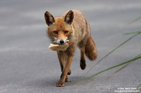Vulpes vulpes / Volpe / Red fox / Renard roux