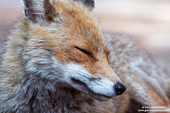 Vulpes vulpes / Volpe / Red fox / Renard roux