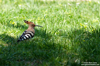 Upupa epops / Upupa / Hoopoe / Huppe fasciée