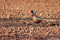Phasianus colchicus / Fagiano / Common pheasant / Faisan de colchide