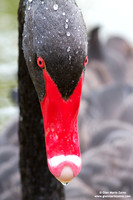 Cygnus atratus / Cigno nero / Black swan / Cygne noir