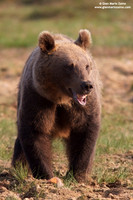 Ursus arctos / Orso bruno / Brown bear / Ours brun