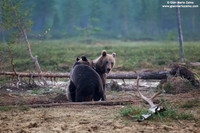 Ursus arctos / Orso bruno / Brown bear / Ours brun