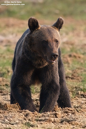 Ursus arctos / Orso bruno / Brown bear / Ours brun