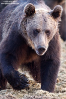 Ursus arctos / Orso bruno / Brown bear / Ours brun