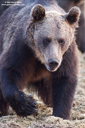 Ursus arctos / Orso bruno / Brown bear / Ours brun