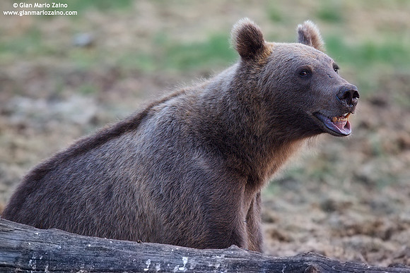 Ursus arctos / Orso bruno / Brown bear / Ours brun