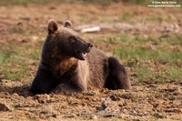 Ursus arctos / Orso bruno / Brown bear / Ours brun