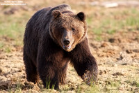 Ursus arctos / Orso bruno / Brown bear / Ours brun
