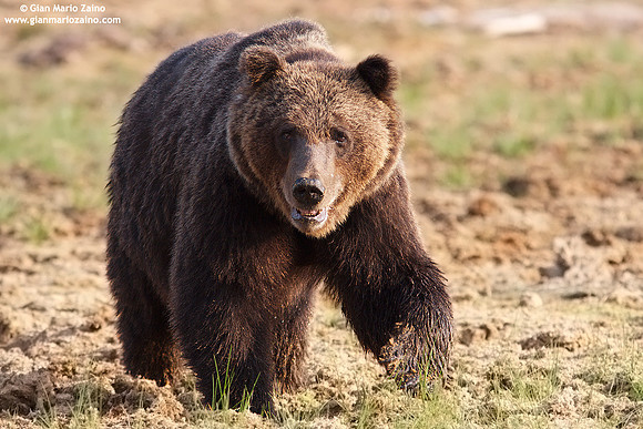Ursus arctos / Orso bruno / Brown bear / Ours brun