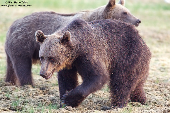 Ursus arctos / Orso bruno / Brown bear / Ours brun