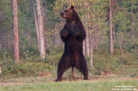 Ursus arctos / Orso bruno / Brown bear / Ours brun