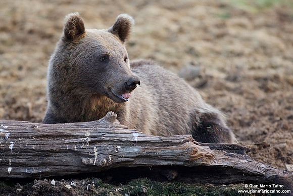 Ursus arctos / Orso bruno / Brown bear / Ours brun