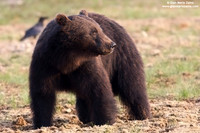 Ursus arctos / Orso bruno / Brown bear / Ours brun