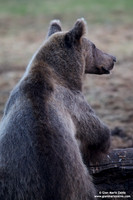 Ursus arctos / Orso bruno / Brown bear / Ours brun