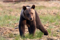 Ursus arctos / Orso bruno / Brown bear / Ours brun