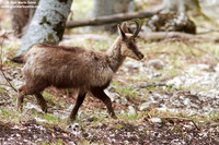 Rupicapra pyrenaica ornata / Camoscio d'Abruzzo / Pyrenean chamois / Izard