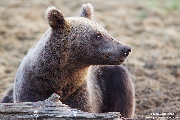 Ursus arctos / Orso bruno / Brown bear / Ours brun
