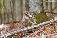 Rupicapra pyrenaica ornata / Camoscio d'Abruzzo / Pyrenean chamois / Izard