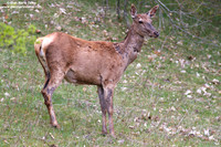 Cervus elaphus hippelaphus / Cervo / Red deer / Cerf élaphe