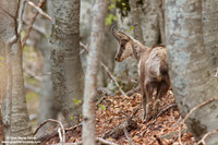 Rupicapra pyrenaica ornata / Camoscio d'Abruzzo / Pyrenean chamois / Izard