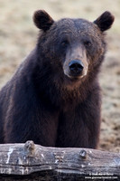 Ursus arctos / Orso bruno / Brown bear / Ours brun