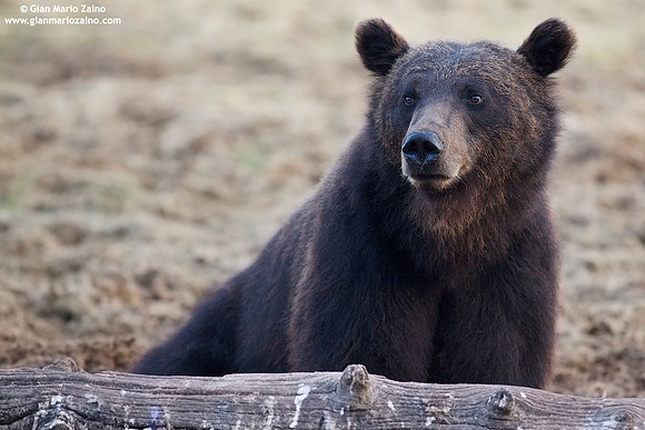 Ursus arctos / Orso bruno / Brown bear / Ours brun