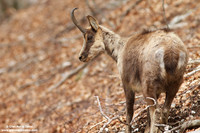 Rupicapra pyrenaica ornata / Camoscio d'Abruzzo / Pyrenean chamois / Izard
