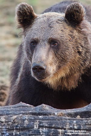 Ursus arctos / Orso bruno / Brown bear / Ours brun