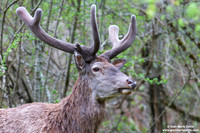 Cervus elaphus hippelaphus / Cervo / Red deer / Cerf élaphe