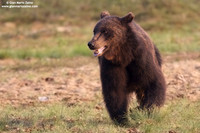 Ursus arctos / Orso bruno / Brown bear / Ours brun