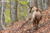 Rupicapra pyrenaica ornata / Camoscio d'Abruzzo / Pyrenean chamois / Izard