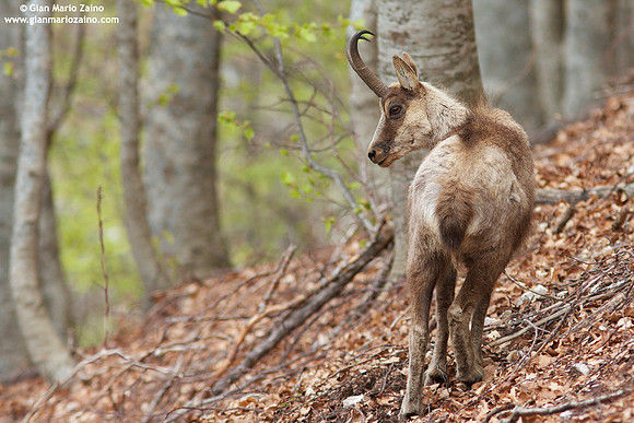 Rupicapra pyrenaica ornata / Camoscio d'Abruzzo / Pyrenean chamois / Izard