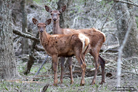 Cervus elaphus hippelaphus / Cervo / Red deer / Cerf élaphe
