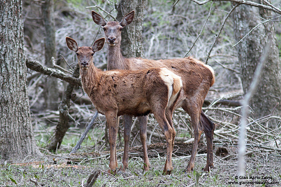 Cervus elaphus hippelaphus / Cervo / Red deer / Cerf élaphe