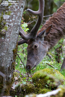 Cervus elaphus hippelaphus / Cervo / Red deer / Cerf élaphe