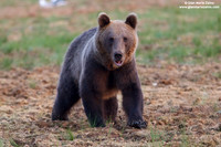 Ursus arctos / Orso bruno / Brown bear / Ours brun