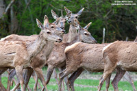Cervus elaphus hippelaphus / Cervo / Red deer / Cerf élaphe