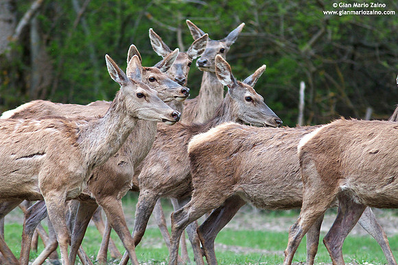 Cervus elaphus hippelaphus / Cervo / Red deer / Cerf élaphe
