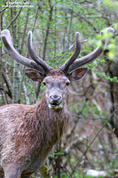 Cervus elaphus hippelaphus / Cervo / Red deer / Cerf élaphe
