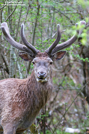 Cervus elaphus hippelaphus / Cervo / Red deer / Cerf élaphe