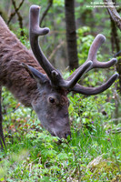 Cervus elaphus hippelaphus / Cervo / Red deer / Cerf élaphe