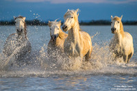 Cavallo di Camargue / Camargue Horse / Cheval de Camargue
