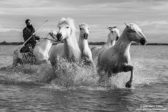 Cavallo di Camargue / Camargue Horse / Cheval de Camargue