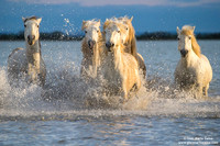 Cavallo di Camargue / Camargue Horse / Cheval de Camargue