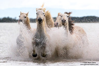 Cavallo di Camargue / Camargue Horse / Cheval de Camargue